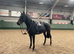 Lovely mare