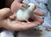 3 week old baby rats