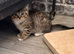 1 half Persian boy kittens, ready now