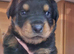 4 Rottweiler pups