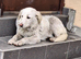️ SNOWY – The Beautiful Girl with the Gentle Soul ️