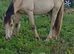 Buskin cob cross id colt