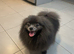 KC reg beautiful adult female pomeranian