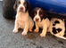 Stunning cocker spaniel puppies
