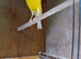 Persian canary for new home