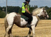 Tiggy , 5 yrs 14 h s cob