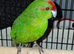 Kakariki