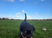 Stunning Rottweiler Puppies