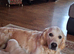 Beautiful Golden Retriever Puppy