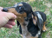 Beautiful Female Silver Dapple Dachshund Puppy