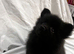 1 black female pomeranian