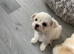 Bichon mixed with Maltese