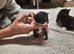 3 week old kitten for sale but not ready for another few weeks