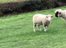 Poll Dorset ewes