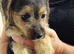 Jackapoo puppies