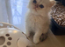 Confident healthy dollface chinchilla Persian kittens