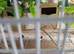 4 pairs of Bengalese and 2 Gouldians