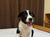Baby Border Collie Only one available