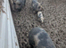 Kune kunes