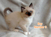 Wonderful Ragdoll Kittens