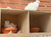 Frillback pigeons