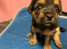 Yorkie/Chihuahua