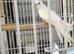 Cockatiel male