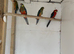 Stanley rosellas
