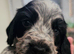 Beautiful blue roan cocker spaniel puppies for sale