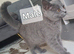 Lilac and blue bsh kittens ready now