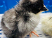 Baby Chicks, RIR, CLB, FCM,Light Suss.,  , Anglesey LL65 4..
