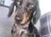 Dachshunds