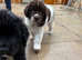 Newfoundland puppies