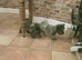 Two puppy dogs for sale