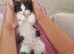 10 week old fluffy girl kitten