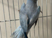 Stunning blue Indian Ringnack parrot
