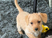 Cute Playful Jackapoos