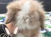 Stunning Mini Lion Lop Boys