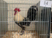 Silver campine hatching eggs