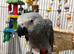 Super Cuddly Baby African Greys