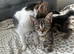 Beautiful Kittens