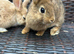 Bunnies for sale now! 2 Females left well bonded