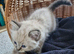 Beautiful ragdoll kittens