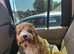 8mth cockapoo