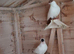 German crested helmets for sale