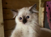 Gorgeous ragdoll kittens ready now