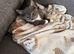 1 kitten looking for new home