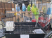 Budgies for sale