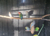Love birds