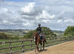 Selection of horses available